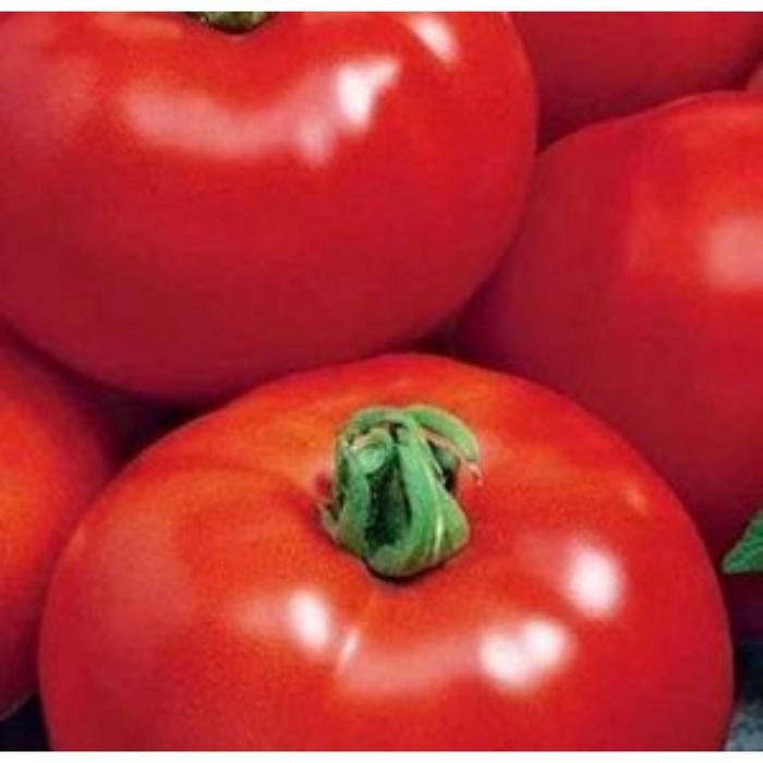 Томат ямал схема посадки