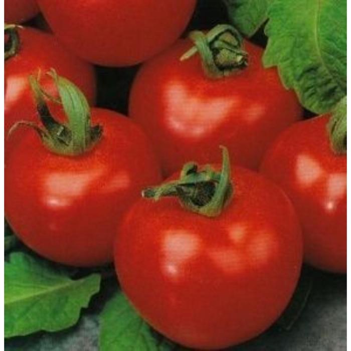 Семена Томат Северная малютка (10 шт) Орешка 18124206 купить за 202 ₽ в интернет