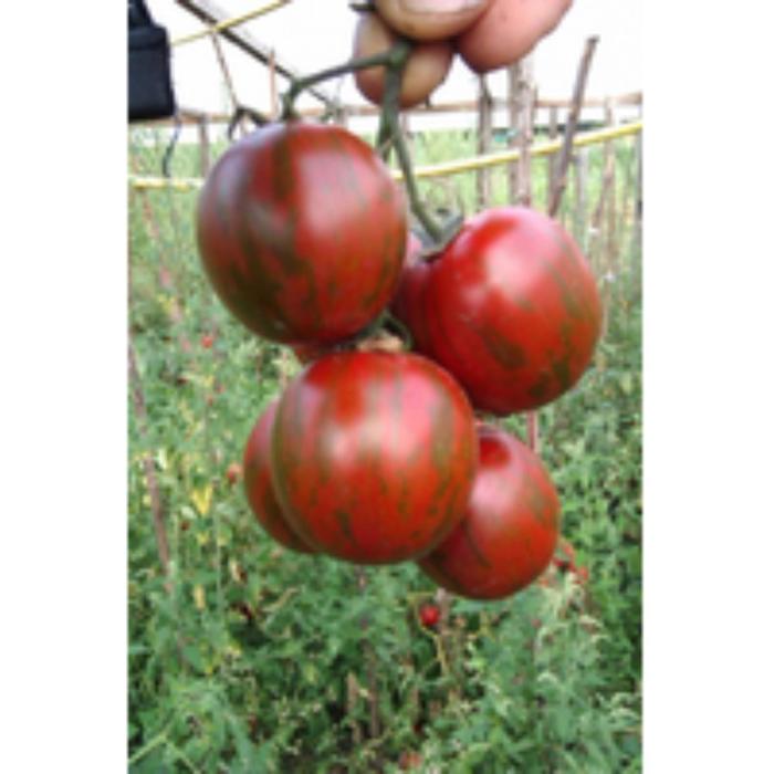 Томат тигр отзывы фото урожайность Томат тигр отзывы фото урожайность