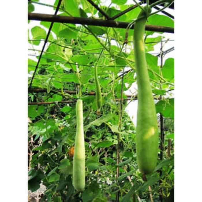Купить семена Лагенария Поленовидная5 шт. по лучшей цене с доставкой по Москве и