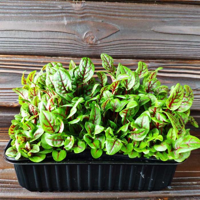 Микрозелень щавель фото Микрозелень щавель фото