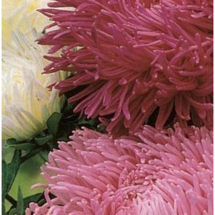 Семена Астра Полонез Смесь 1 кг - Фото 1 (490 x 490)