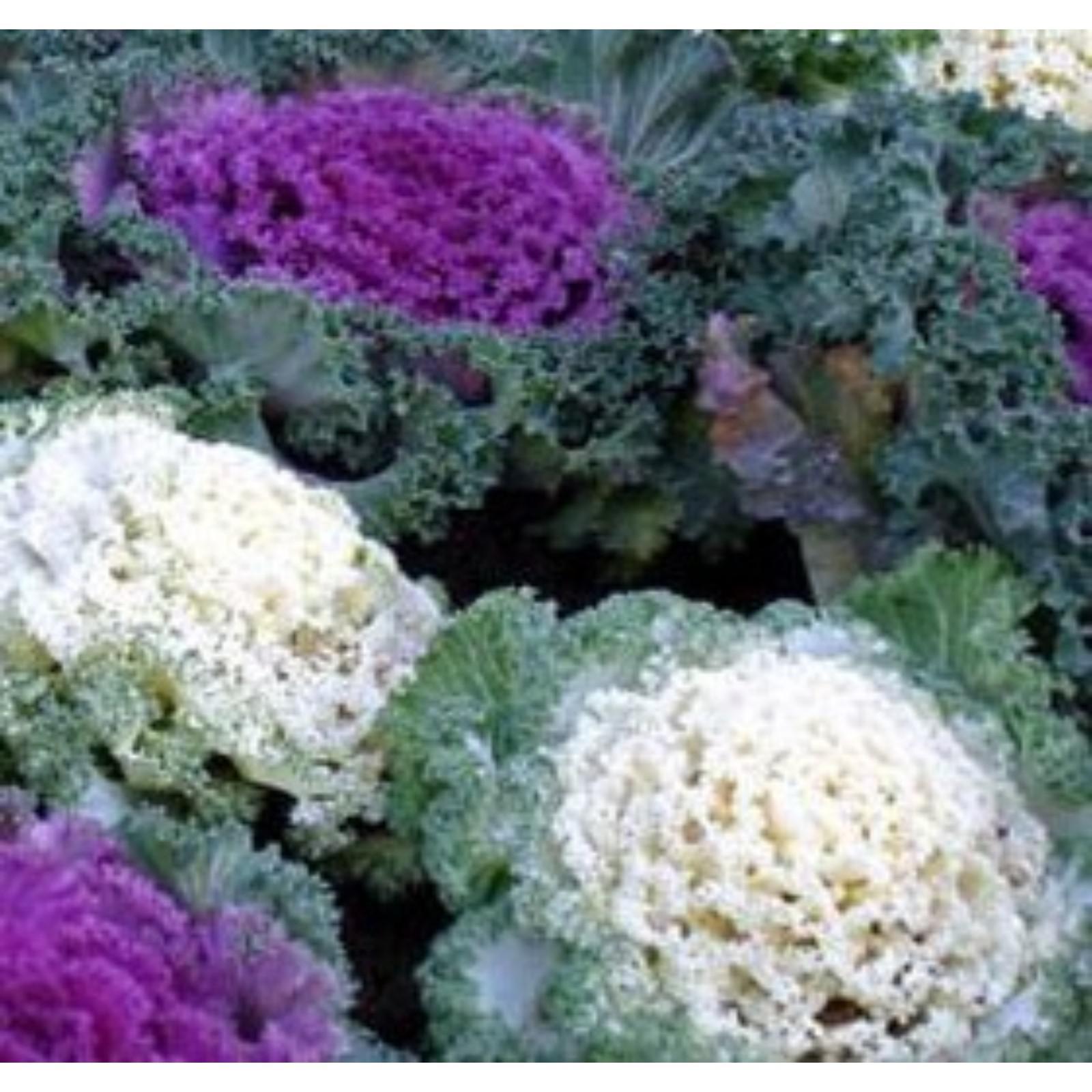 Цветник с разными сортами декоративной капусты