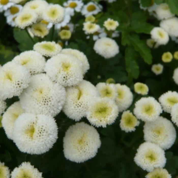 Pin on Herbs