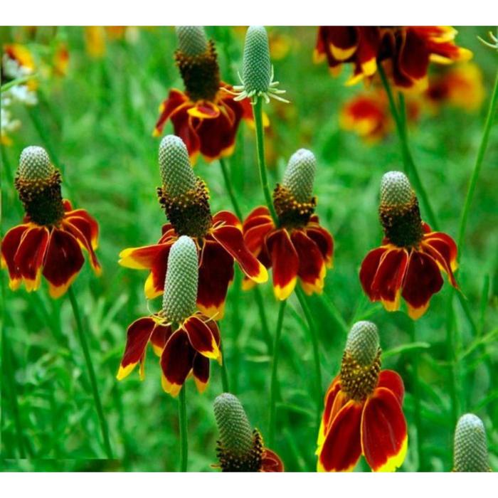 Ратибида колоновидная фото на клумбе Ратибида колоновидная фото на клумбе