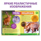 Фотоэнциклопедия для детей «В мире животных», 48 стр. - фото 6483598
