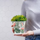 Горшок для цветов Доляна «Стрелиция», 800 мл, цвет белый - фото 24397412