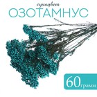 Сухоцвет «Озотамнус» 60 г, цвет бирюзовый - фото 9425435