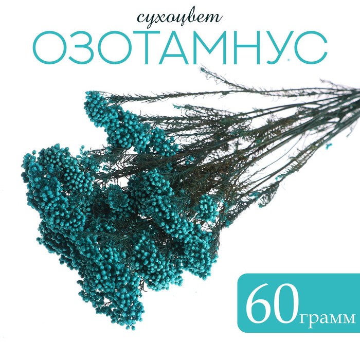 Сухоцвет «Озотамнус» 60 г, цвет бирюзовый - Фото 1