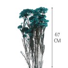 Сухоцвет «Озотамнус» 60 г, цвет бирюзовый - Фото 2
