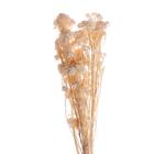 Сухоцвет «Озотамнус» 60 г, цвет бежевый - Фото 2