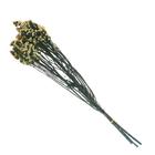 Сухоцвет «Статица» 100 г, цвет жёлтый - фото 39052943