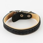 Комплект ошейник (34-45х2 см) и поводок (120х0.8 см) с косой, чёрный с бежевым - фото 25777284