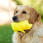 Игрушка пищащая "Весёлая свинья" для собак, хрюкающая, 19 см, жёлтая - фото 9576642