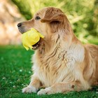 Игрушка пищащая "Весёлая свинья" для собак, хрюкающая, 19 см, жёлтая - Фото 8