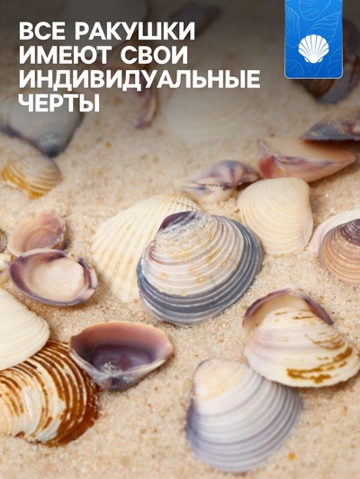 Набор ракушек декоративных