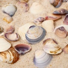 Набор ракушек Rose petal tellin, 100 г - фото 59772830