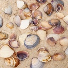 Набор ракушек Rose petal tellin, 100 г - Фото 5