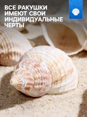 Набор ракушек Horse conch, 100 г