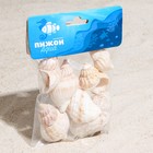 Набор ракушек Horse conch, 100 г - фото 9263620