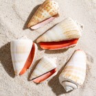 Набор ракушек, "Конус мемиае", 100 г - фото 37431982