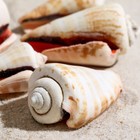 Набор ракушек, "Конус мемиае", 100 г - фото 37431983