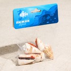 Набор ракушек, "Конус мемиае", 100 г - фото 37431984