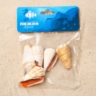 Набор ракушек, "Конус мемиае", 100 г - фото 37431985