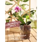 Набор для орхидей Кора сосны Галтованная 2-6 фр  + Мох сфагнум "Рецепты Дедушки Никиты" 1+1 л. 70034 - фото 33867648
