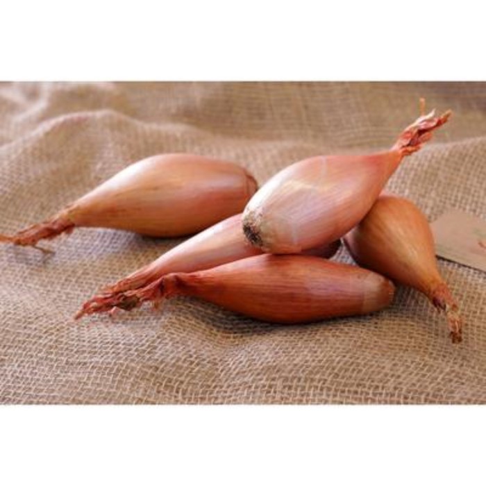 Семена Лук шалот Семейный: описание сорта, фото - купить с доставкой или почтой