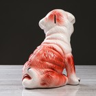 Копилка "Сидящий мопс" глянец, бело-рыжая, 29 см - Фото 3