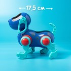Робот-собака IQ DOG, ходит, поёт, работает от батареек, цвет синий - фото 3739430