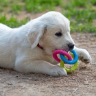 Жевательная игрушка дял собак «Всегда вместе!», 3 кольца по 8 см, TPR, разноцветная - Фото 5