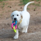 Жевательная игрушка дял собак «Всегда вместе!», 3 кольца по 8 см, TPR, разноцветная - Фото 6