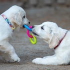 Жевательная игрушка дял собак «Всегда вместе!», 3 кольца по 8 см, TPR, разноцветная - Фото 7