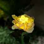 Садовый светильник на солнечной батарее «Роза жёлтая», 75 см, 5 LED, свечение белое - фото 7950522