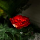 Садовый светильник на солнечной батарее «Роза красная», 75 см, 5 LED, свечение белое - Фото 4