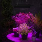 Светильник для растений, 50 Вт, полный спектр - фото 3766989