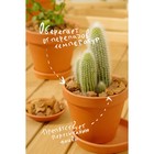 Каменная крошка Яшма красная «Рецепты Дедушки Никиты», фракция 10-20, 1 кг - Фото 4