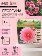 Георгина декоративная "Берлинер Клене", р-р I, 1 шт, Весна 2024 - фото 9677423