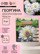 Георгина Декоративная «Крейзи Лав», клубелуковица в упаковке, р-р I, 1 шт. - Фото 1