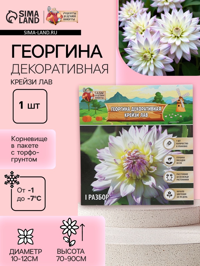 Георгина Декоративная «Крейзи Лав», клубелуковица в упаковке, р-р I, 1 шт. - Фото 1