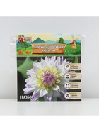 Георгина Декоративная «Крейзи Лав», клубелуковица в упаковке, р-р I, 1 шт. - Фото 5