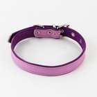 Комплект ошейник (58х2.5 см) и поводок (130х1.4 см) из экокожи, сиреневый с фиолетовым - фото 23767474