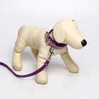 Комплект ошейник (58х2.5 см) и поводок (130х1.4 см) из экокожи, сиреневый с фиолетовым - фото 23717836