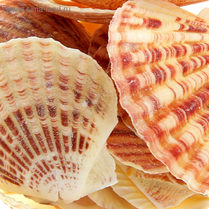 Ракушки Pecten Makaserensis 100 гр - Фото 1