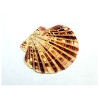 Ракушки Pecten Makaserensis 100 гр - Фото 2