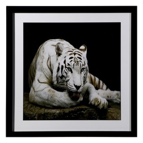 Картина "Бенгальский тигр" 50х50(54х54) см 7514686