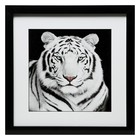 Картина "Белый тигр" 35х35(39х39) см - фото 9466377