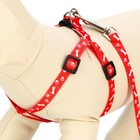 Комплект «Классика», капрон, поводок 120×1 см, ОГ 21-35 см, красный - Фото 3